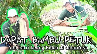 🟣DAPAT BAMBU PETUK‼️ADA BATU KEONG EMAS DI DALAM BAMBU!!