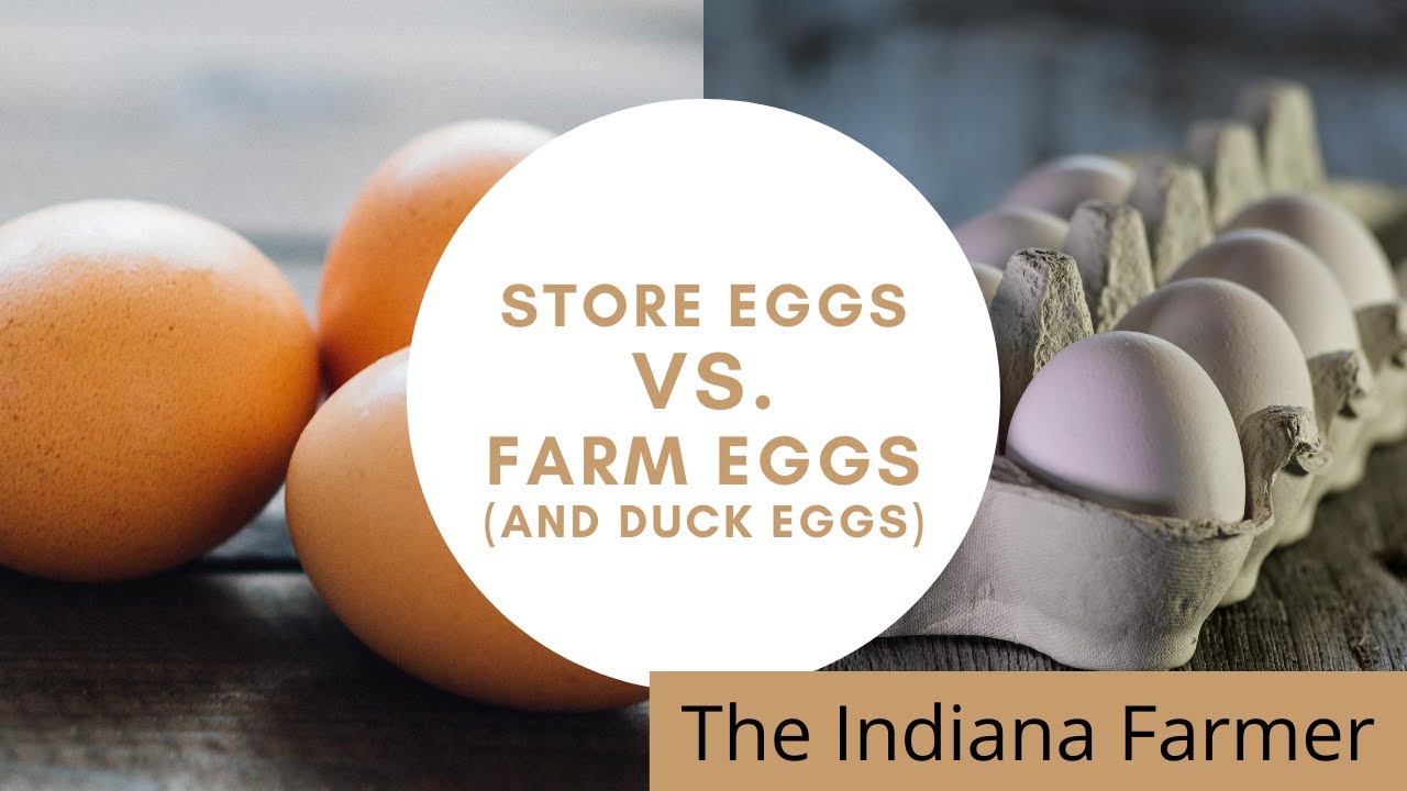 The Indiana Farmer ''Store Eggs VS. Farm Eggs (And Duck Eggs)'' YouTube