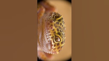This Leopard Gecko Animation Looks TOO Real! 🦎🔥 (Google Veo 3)