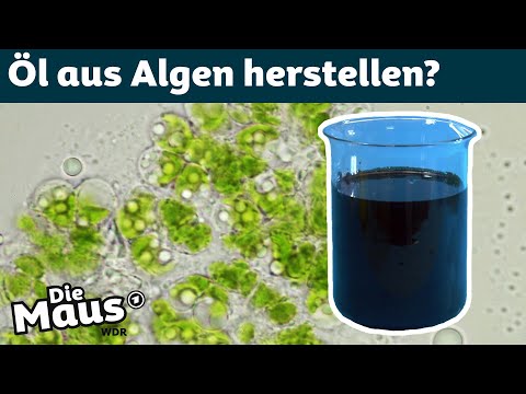 Video: Was ist eine Algenblüte?