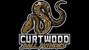 Clutch #2 2022 Spider Yb Fire X Cinnamon Red Stripe #ballpython #clutch #2022 #ballpythoneggs