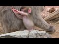 すくすくと育ってる生後20日の赤ちゃん猿 / A 20-day-old baby monkey growing up quickly
