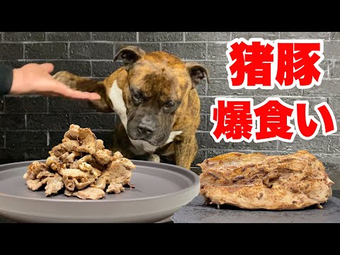 【大食い犬ASMR】イノブタの炙り肉をを豪快に爆食いする愛犬の咀嚼音がたまらないwww  MUKBANG Dog eats raw meat bones