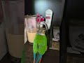 Parrot,  Bird, green cheek conure climbing mug. #parrotplaytime