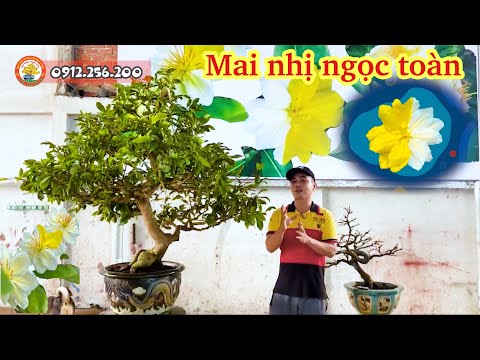 Video Mai nhị ngọc toàn | mai vàng bonsai | mai vàng đột... - youtube