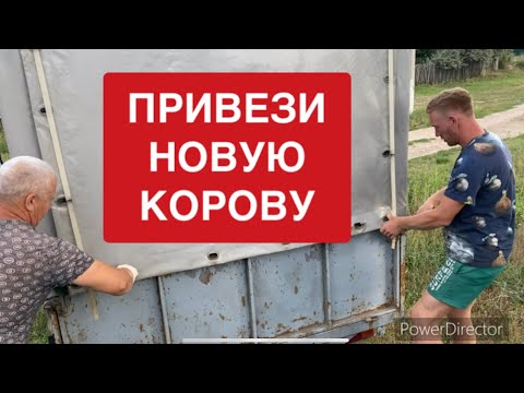 КУПИЛ КОРОВУ🐂 за 70.000₽