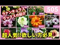 【みんな大好き】ラナンキュラス ラックスについて by 園芸チャンネル 505 園芸 ガーデニング 初心者