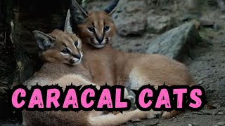 Cooldown with this compilation of CARACAL CATS by Cooldown Compilation 809 views 3 months ago 2 minutes, 11 seconds