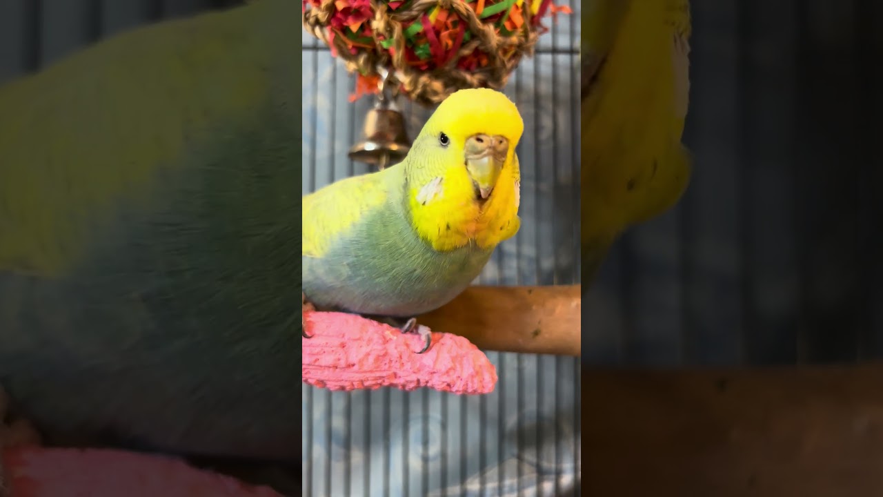 Chewing on calcium perch