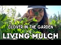 Pros and Cons of Clover Ground Cover