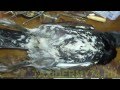 Первый Видеоурок по таксидермии птиц: изготовление изделия Чучело глухаря