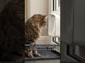 Cats are sneaky for a reason…#didyouknow #catfacts #youtubeshorts #floatingcollarbone #petfacts
