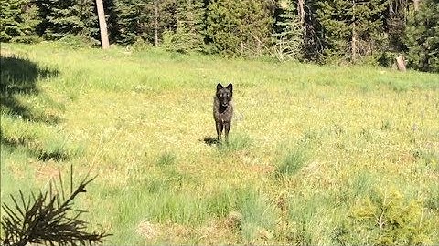 What to expect if you encounter a wolf