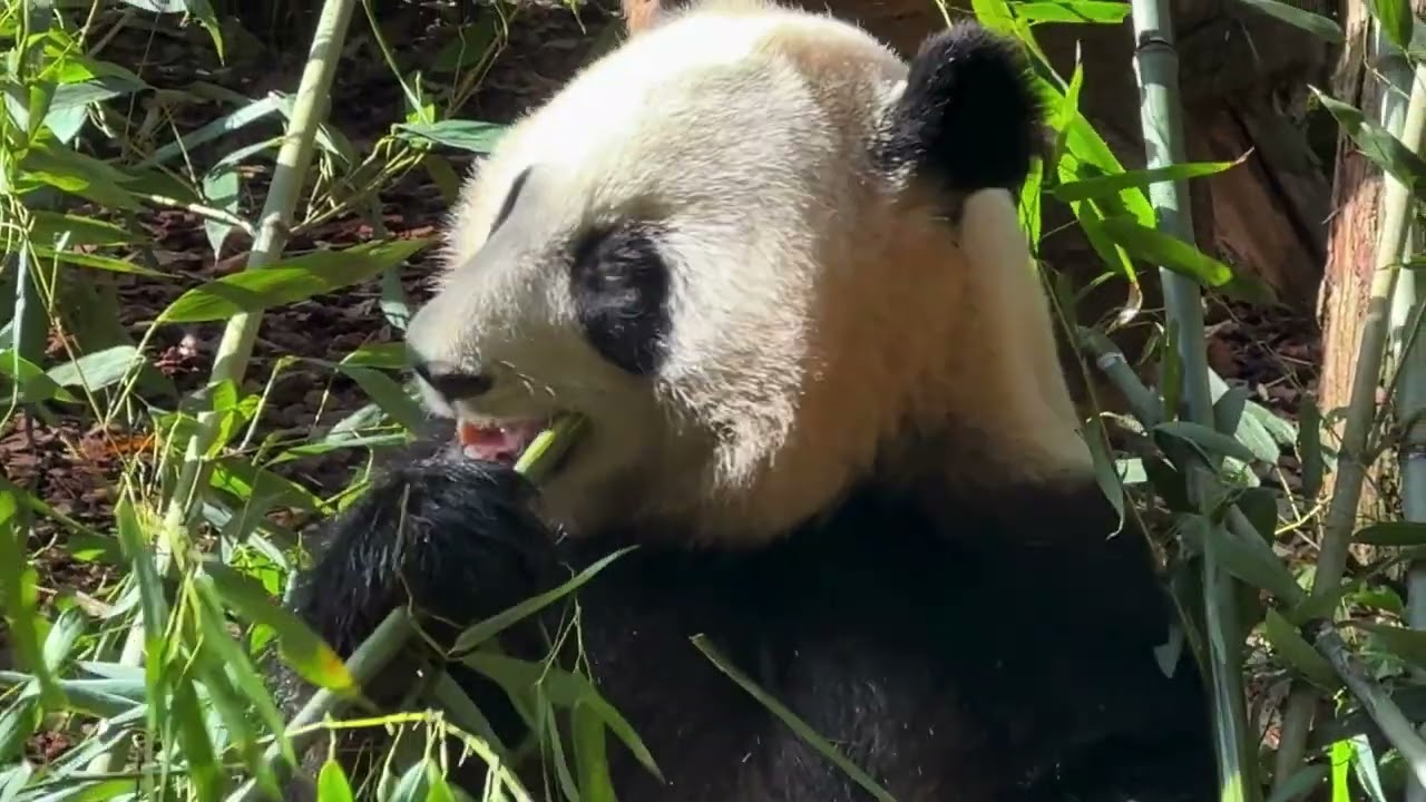 Original Music Track Passerby & Animal Video Clip