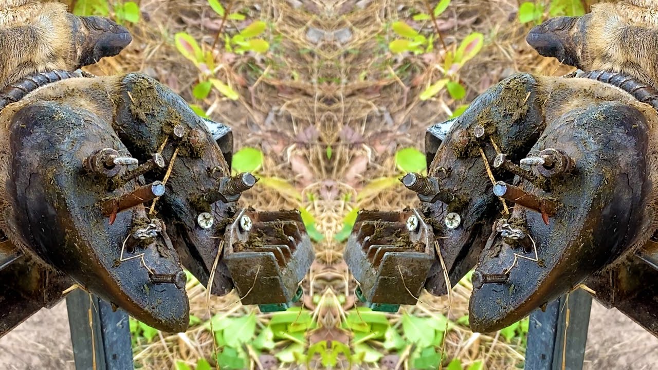 Performed hoof cleaning, cutting, and trimming. Extracted a steel nail found embedded in the hoof.