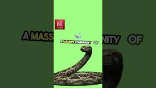 🐍 Explore Python: the versatile programming language! #Python #Programming #Coding