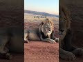 Big Cats #dogs #funny #adorably #myanimal #animals #adoreble #mydog #cute #mypet #birds