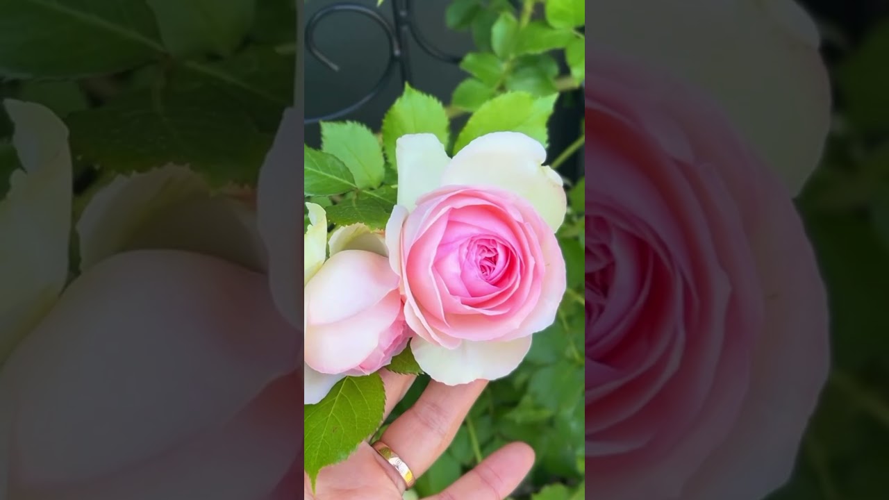 에덴85 Eden85- 메이앙로즈(Meilland)