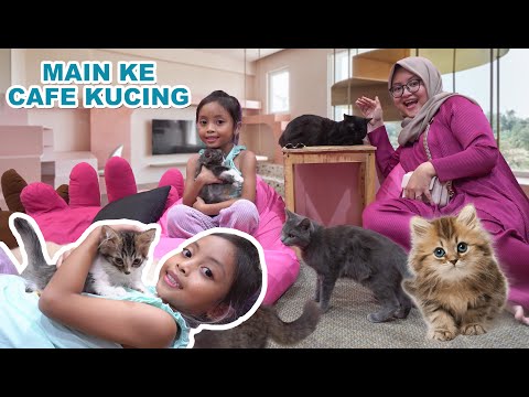 Video: Apakah Anda Membeli Hadiah Liburan Kucing?