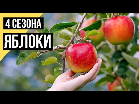 Четыре сезона. Яблоки