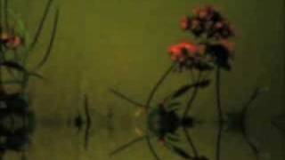 Cocteau Twins &amp; Harold Budd - Bloody and Blunt