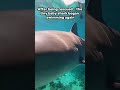 He Saved This Baby Shark… Then It Came Back to Him
