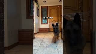 Dogs Vs Cling Film #funny #dog #prank