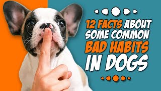 12 Dogs Bad Habits | Facts About Some Common Bad Habits in Dogs! by Animal Fascination 94 views 5 months ago 6 minutes, 28 seconds