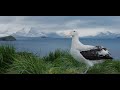 Behind the lens eyetoeye with a wandering albatross