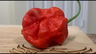 Moruglah X 7 Pot Brain Strain Yellow From Tx. Pepper Farm This Was A 20 Gram Beast