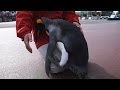 AWS 甘えすぎ!キングペンギン334番-King Penguin-