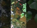 lago ornamental com carpas e lebuste