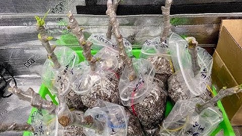 ROOTING PROOF! ∣ Fig Pop Update: See the Roots on My Rare Fig Cuttings!