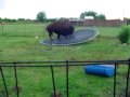buffalo jumps on trampilene00370