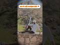 🙏जय श्री साँवरिया सेठ🙏live video #rkvlog #shortvideo #sawariya_seth #chittorgarh #short #shorts