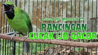 LANGSUNG EMOSI ‼️ PANCINGAN CUCAK IJO NGAMUK GACOR BONGKAR ISIAN CARI LAWAN