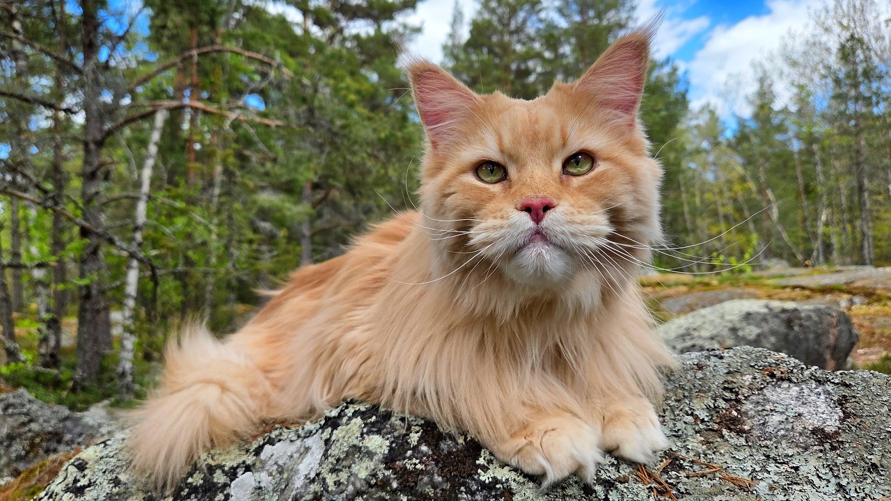 Explore the Green Forest With Buster!