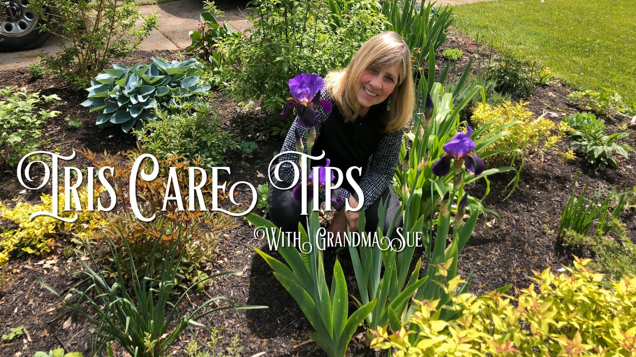 HOW TO CARE FOR IRIS FLOWERS | Zone6a Northeast Ohio