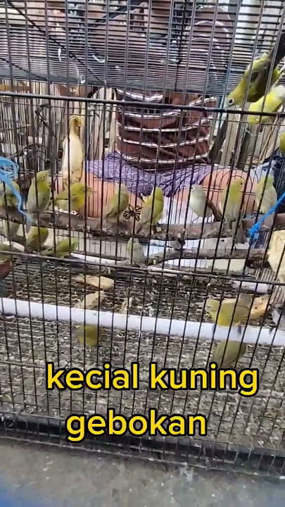 kecial kuning gebokan super