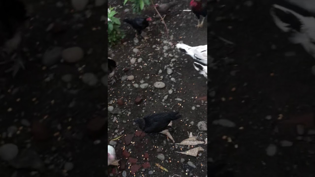 Usaha ternak ayam skala rumahan yang menguntungkan 