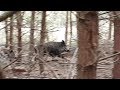 Wild Boar hunting in Poland, Wilde Jagd Polen, Polowanie na dziki