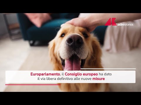Video Tracciabilità di cani e gatti, via libera Consiglio europeo a nuove misure