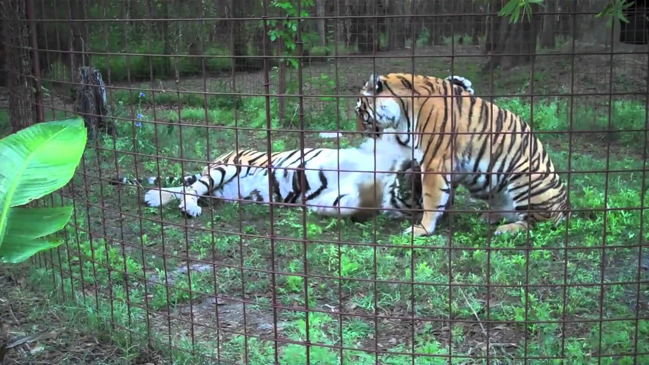 rescue dogs rock nyc Tiger Love...