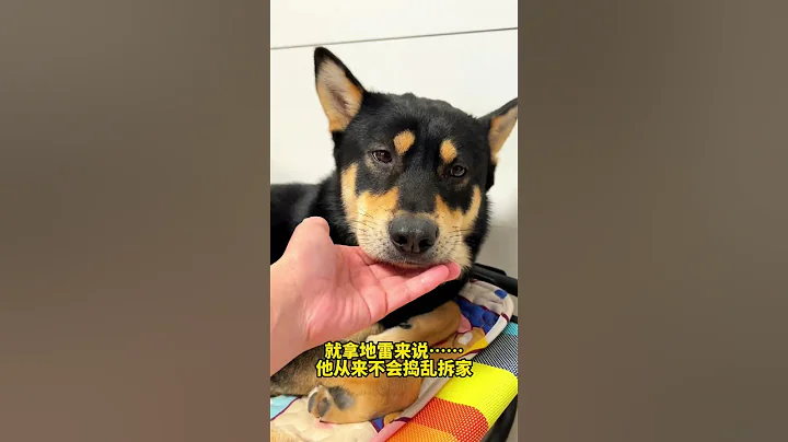 養一隻中華田園犬當寵物，有多幸福？ - 天天要聞