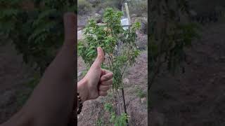 💚 Mis dos mejores ARBOLES NATIVOS para plantar 🌱 en casa 🏡 según mi experiencia 👉😎