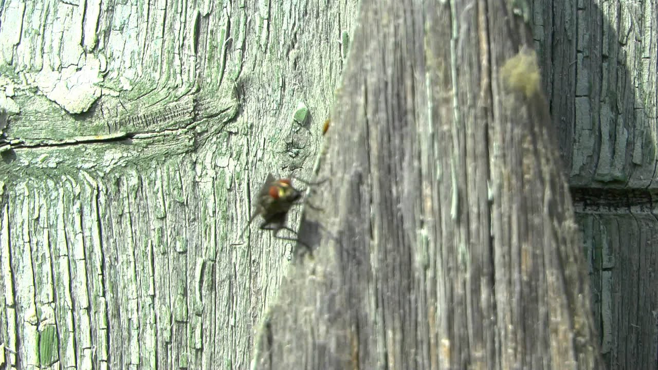 Муха серая мясная