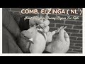 Comb elzinga best bloodline racing pigeon for sale in pipa pigeons paradise auction