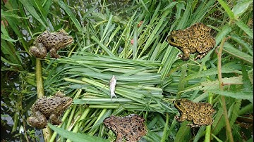 Bắt ếch đồng - thả câu ếch mùa nước nổi ở đồng tháp trúng đậm