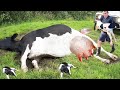 Incredible Modern Farm #WithMe​ Cow HOOF Cure New Farming Automatic Milking Milk Feeding Pretty Girl