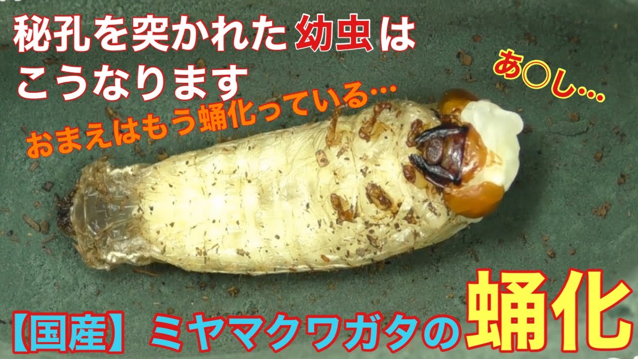 国産 ミヤマクワガタ 蛹化の瞬間 人工蛹室 The Moment Of Becoming A Pupa Lucanus Maculifemoratus Youtube